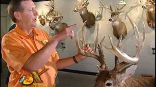 Bass Pro Shops Next Gen WOW Factor Deer Antlers [upl. by Notniv]