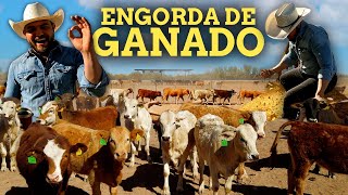 Así es la ENGORDA de GANADO en Sonora 🐂  Dietas Alimentos y Control [upl. by Iznekcam]