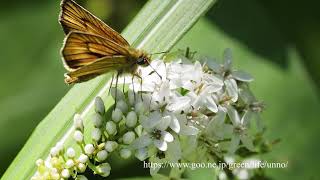 オカトラノオとイケマに来たチョウ Gooseneck loosestrife attract butterflies [upl. by Enowtna]