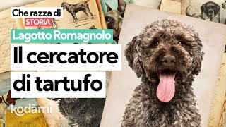 Cosa devi sapere sul Lagotto Romagnolo caratteristiche e storia del quotre del tartufoquot [upl. by Aleira]