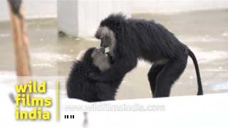 Liontailed Macaques playing around [upl. by Doralia]