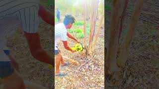 Trees cutting Telugu chainsaw telugu [upl. by Ibed]