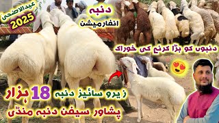 Dumba Mandi Peshawar New Updates 29062024  Zero Size Turkey Balkhi Sheep Price amp Information Izhar [upl. by Zetneuq]