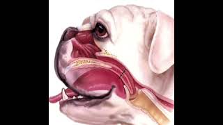 Brachycephalic Obstructive Airway Syndrome BOAS simplified and explained in plain English [upl. by Atinat]