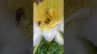 bee honeyhunting honey kingbee honeybee share beekeeper honeybeesting shortvideo shorts [upl. by Ahseiyn272]