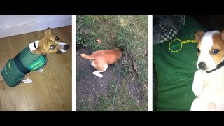 Kimba the rat catching dog in training for pest control in London UK [upl. by Krall]