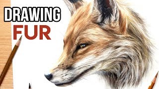 How to Draw Realistic Fur with Coloured Pencils  Drawing Tutorial [upl. by Gorrono]