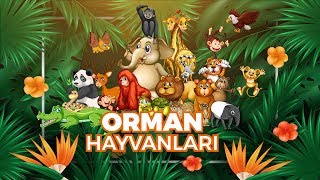 Hayvanları Tanıyalım  Orman Hayvanları Öğreniyorum  Hayvan Sesleri Görüntüler  Eğitici Çizgi Film [upl. by Charles]