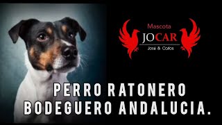 Perro Ratonero Bodeguero Andalucía [upl. by Aciram]