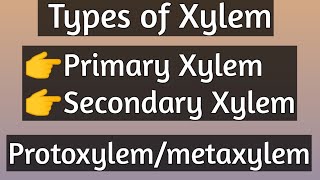 xylem types of xylemprimary xylemsecondary xylemprotoxylemmetaxylemplantanatomy jtacademy [upl. by Klug]