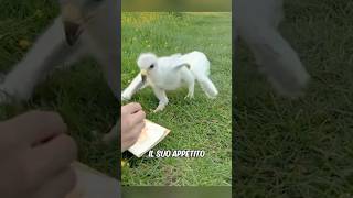 Luomo ha trovato un cucciolo di falco mentre portava a spasso il cane [upl. by Gemperle]