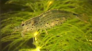 Amano shrimp and babies Caridina japonica amp larvae [upl. by Neahs760]