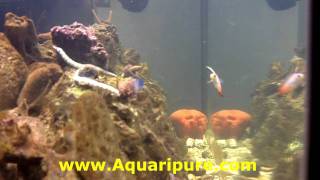 Aquariums Fish Microfauna and Aquaripure [upl. by Drucie285]