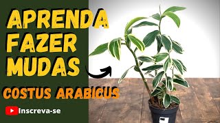 VARIERAD SPIRAL GINGER COSTUS PROPAGATION [upl. by Notselrahc]