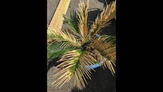 Why is My Sago Palm Turning Yellow  How to Treat By Removing It [upl. by Ahsile403]