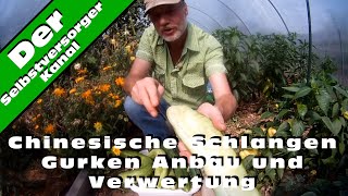 Chinesische Schlangen Gurken Anbau und Verwertung [upl. by Notyal873]