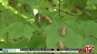 Cicadas emerge in North Georgia after 13 years [upl. by Aneleve]