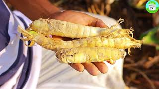 கூகை கிழங்கு பயன்கள்  Arrowroot in Tamil  ஆரா ரூட் கிழங்கு நன்மைகள்  Arrowroot benefits in Tamil [upl. by Ggerk]