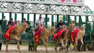 Camel amp Ostrich Races 2010mov [upl. by Yeltihw]