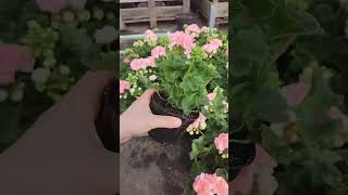 Co powiecie na taką pelargonie 🩷 ogród rośliny pelargonia [upl. by Yvette]