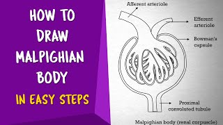 How To Draw MALPIGHIAN BODY in Easy way  Renal Corpuscle  CBSE 11th class  NCERT class 11 [upl. by Mila38]