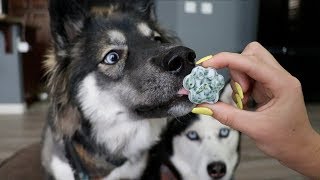 3 DIY Hacks To Clean Your Dogs Teeth [upl. by Lorrac]