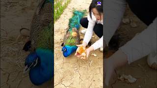 Amazing peacock nest peacock shorts love song bollywood hindisong [upl. by Innor745]