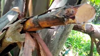 HOW TO MAKE LAMBANOG WINE FROM NIPA TREE SASA [upl. by Idoc]