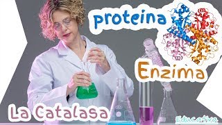 Experimento Biología  Química con la Enzima Catalasa Generación de Oxígeno [upl. by Kenlee]