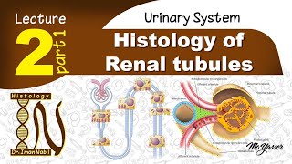 2aHistology of Proximal convoluted tubulesUrinary system [upl. by Aniala499]