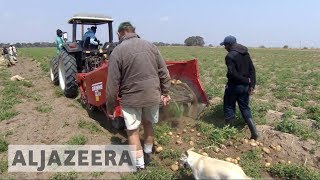 White farmers thrive in Zambia years after driven from Zimbabwe [upl. by Laitselec]