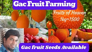 GacGac FruitGac fruit farming in HindiFruit from HeavenHeavenly fruit GacJuiceगैगफ्रूट की खेती [upl. by Manoff]