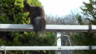 Unser wildes Eichhörnchen Otto an der neuen Futterstation [upl. by Fitts]