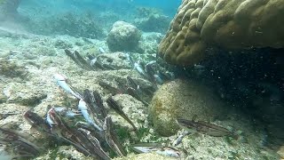 Kakaibang paraan ng mga kababayan sa pag huhuli ng makamandag na hitong dagat o iito [upl. by Tewell896]