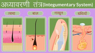 मानव का अध्यावरणी तंत्र  Integumentary System In Hindi  भागों और कार्यों का अन्वेषण [upl. by Maribeth13]