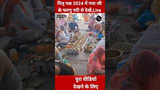 Pitru Paksha 2024 Gaya ji pind daan Pitrupaksha2024 shorts [upl. by Hannavahs]