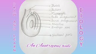 How to draw Anatropous ovule [upl. by Aramanta834]