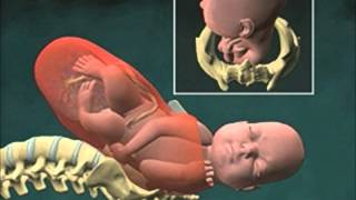 Cervical Effacement 3D Animation [upl. by Eelaroc]