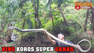 Berburu Ptyas carinata  King Korros Ular Besar yang mirip dengan King Cobra [upl. by Thacher]