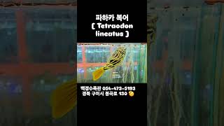 구미백경수족관 파하카 복어  Tetraodon lineatus  구미김천수족관김천혁신도시수족관 [upl. by Kyriako]