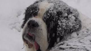 Ours le SaintBernard enseveli sous la neige [upl. by Inat]