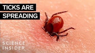 Why Ticks Are So Hard To Kill [upl. by Avilla]