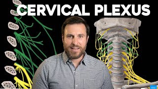 The Cervical Plexus Explained  Corporis [upl. by Schick]