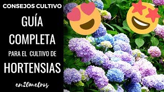 GUÍA COMPLETA para tener las MEJORES HORTENSIAS del mundo [upl. by Mairb]