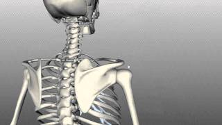 Scapula and Clavicle  Shoulder Girdle  Anatomy Tutorial [upl. by Irab73]