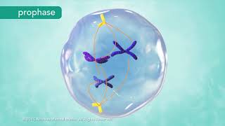 M Phase of the Cell Cycle [upl. by Anastasia]