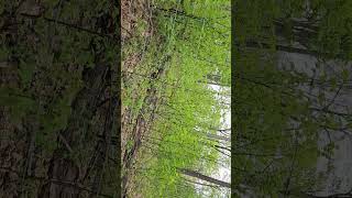 more day 5 Pa spring gobbler season with a little rant [upl. by Lennie508]