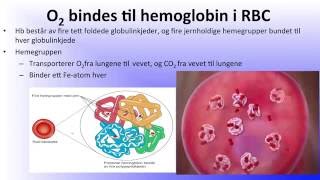 Blodet Hemoglobin og hematopoiese [upl. by Amrac]