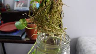 Propagating Pothos in Water amp Transplanting Cuttings to Soil [upl. by Utir672]