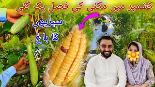 The Maize 🌽 Crop Has Ripened In Kashmir  Vegetable Garden [upl. by Hanson]